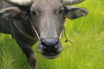 Buffalo is a four-foot animal that feeds on long, spiky, and spiked cats. Grass is a food to live...