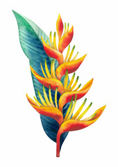 Watercolor heliconia bouquet © Ekaterina Glazkova