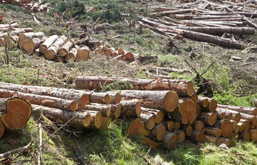 Chopped Trees