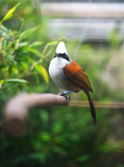 white-crested laughing thrush
