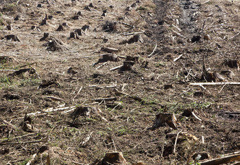 Tree Stumps