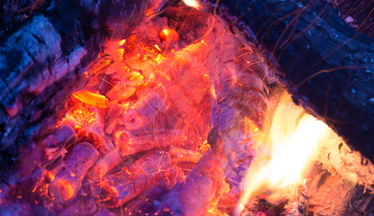 Fototapeta premium Burning firewood in the woods in the evening