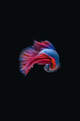 Siamese fighting fish isolated on black background