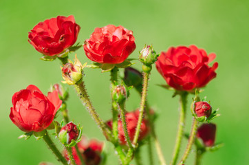 Growing red rose and smelling nice outdoor summer
