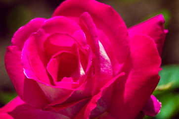 Obraz premium Blooms fragrant pink rose