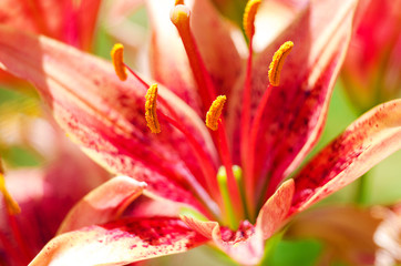 Beautiful lily flowers grow in the summer