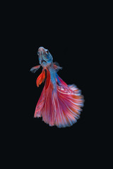 Obraz premium Siamese fighting fish isolated on black background