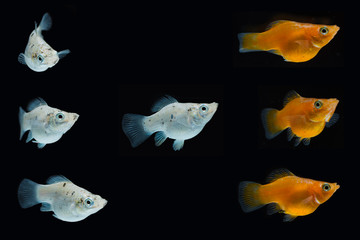 Sailfin molly fish isolated on black background