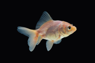 Goldfish isolated on black background