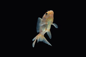 Goldfish isolated on black background