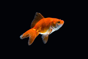 Goldfish isolated on black background © phichak