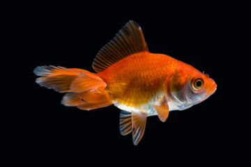 Goldfish isolated on black background