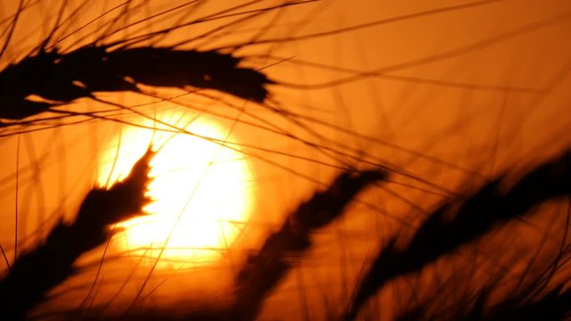 Amazing wheatfield ripe spikes are waving slowly on a huge field. In the evening twilights, under the beaming rays of a splendid sunset, the shot gets a symbolic meaning, being made in slow motion.