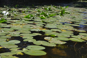  lily pad