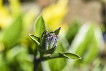 Bud of flower blooming in garden, summer time. Szczecin.