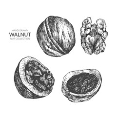 Set of walnut. Hand drawn vintage black and white illustration. Nut vector collection.
