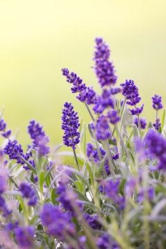 Fototapeta lavander in blossom