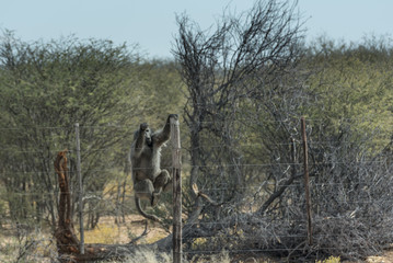 Namibia
