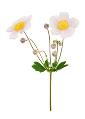 Pale pink anemone flowers isolated