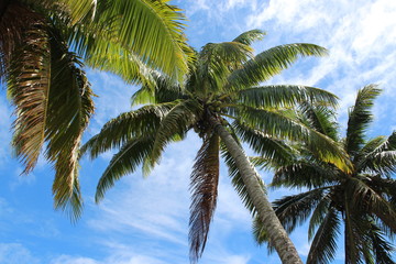 Fototapeta na wymiar Moorea 2 - french polynesia - palm trees - coconut