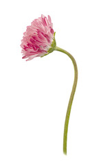 Daisy flower isolated on a white © dizolator