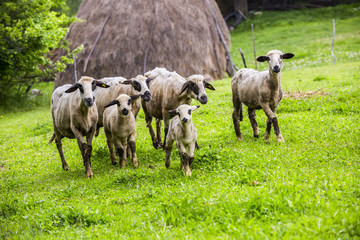 Naklejka na ściany i meble sheep on a green meadow