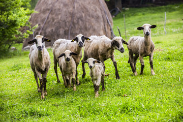 sheep on a green meadow