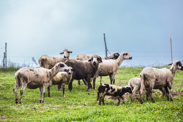 sheep on a green meadow