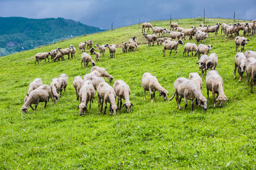 sheep on a green meadow