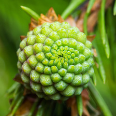 Evergreen or Spruce Cone Macro Close-Up © nechaevkon