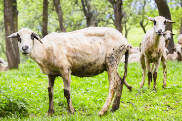 Obraz na płótnie Canvas sheep on a green meadow