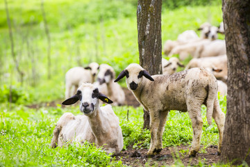Obraz premium sheep on a green meadow