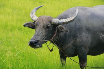 Buffalo is a four-foot animal that feeds on long, spiky, and spiked cats. Grass is a food to live in a rural outdoor field.