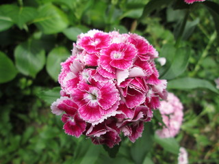 Fleur rose et blanche