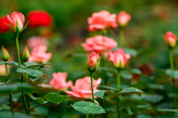 Obraz premium A beautiful rose in the flower garden.