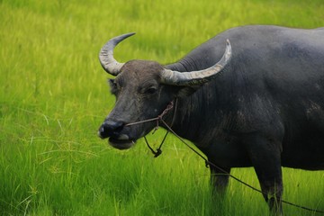 Buffalo is a four-foot animal that feeds on long, spiky, and spiked cats. Grass is a food to live...
