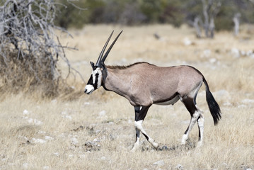 Oryx