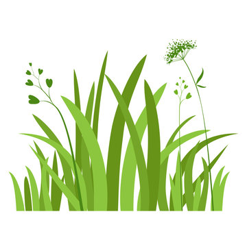 green grass herbs