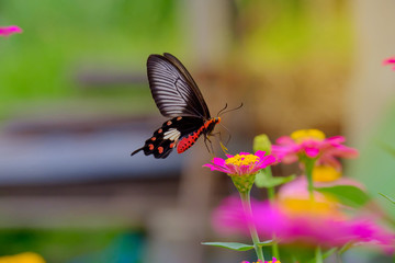 Butterfly and soft sunshine.