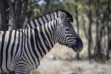 Zebra
