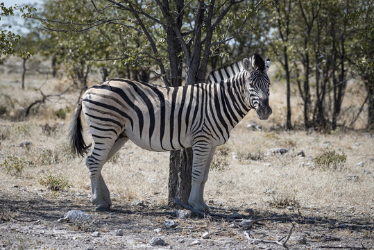 Zebra