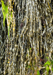 Bladderwrack or Sea Whistle seaweed (Ascophyllum nodosum) close up. © Sharpshot