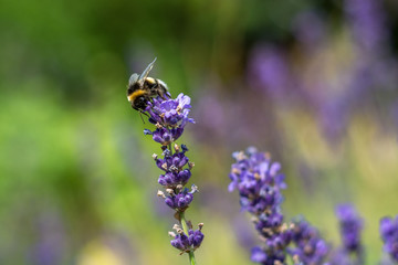 Single bumble bee on lilac flower in summer
