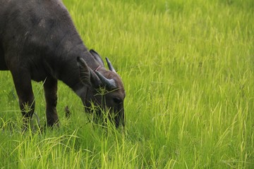 Buffalo is a four-foot animal that feeds on long, spiky, and spiked cats. Grass is a food to live...