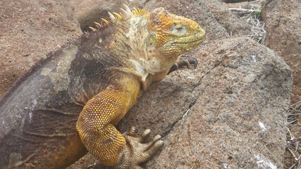Iguane marin 