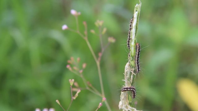 Caterpillar eating and moving on green trunk, pest of agriculture
