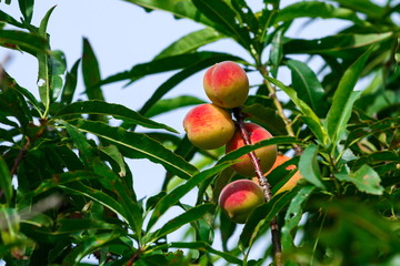 Peach trees,branch of peach tree close up.