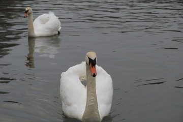 swans