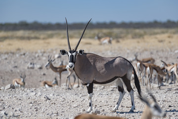 Oryx