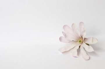 Fototapeta na wymiar Single light pink magnolia flower on white background